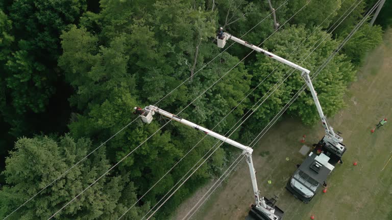 Trusted New Hackensack, NY Tree Services Experts